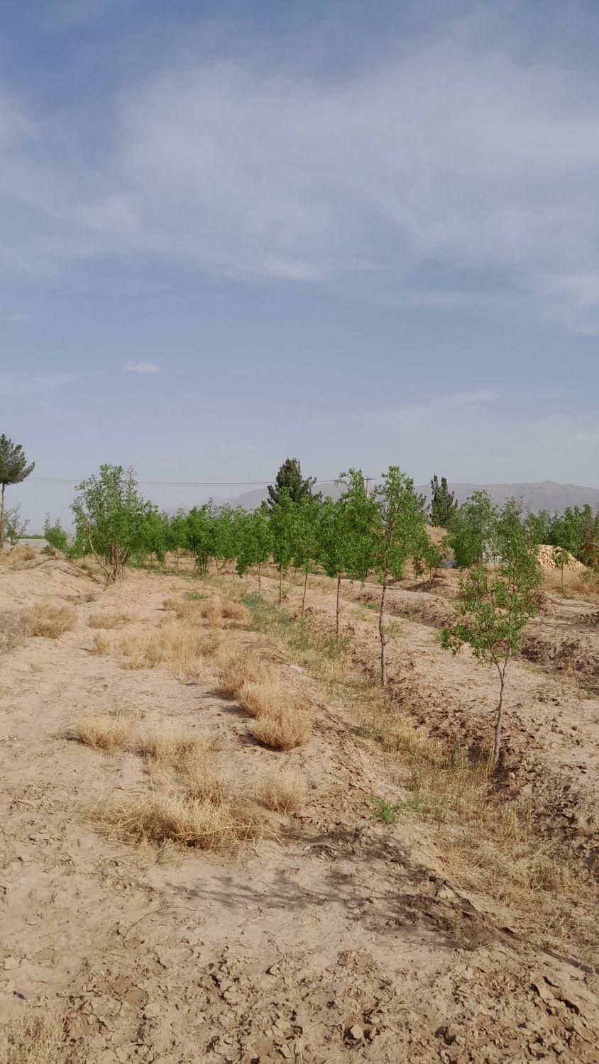 تصویر 11