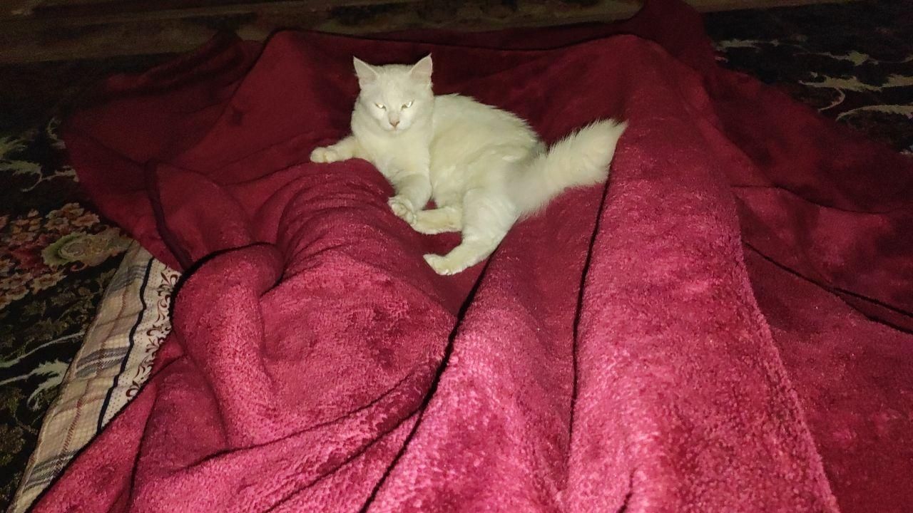 گربه|گربه|رودسر, |دیوار