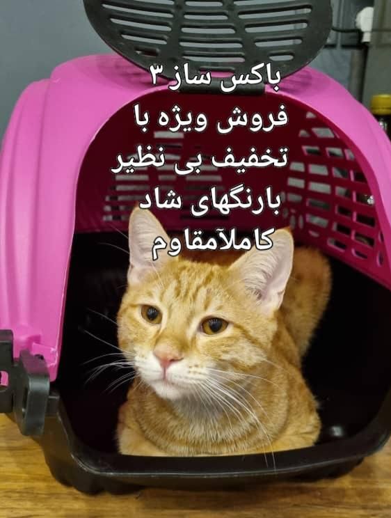 باکس حمل حیوانات سگ و گربه|لوازم جانبی حیوانات|تهران, جوادیه|دیوار