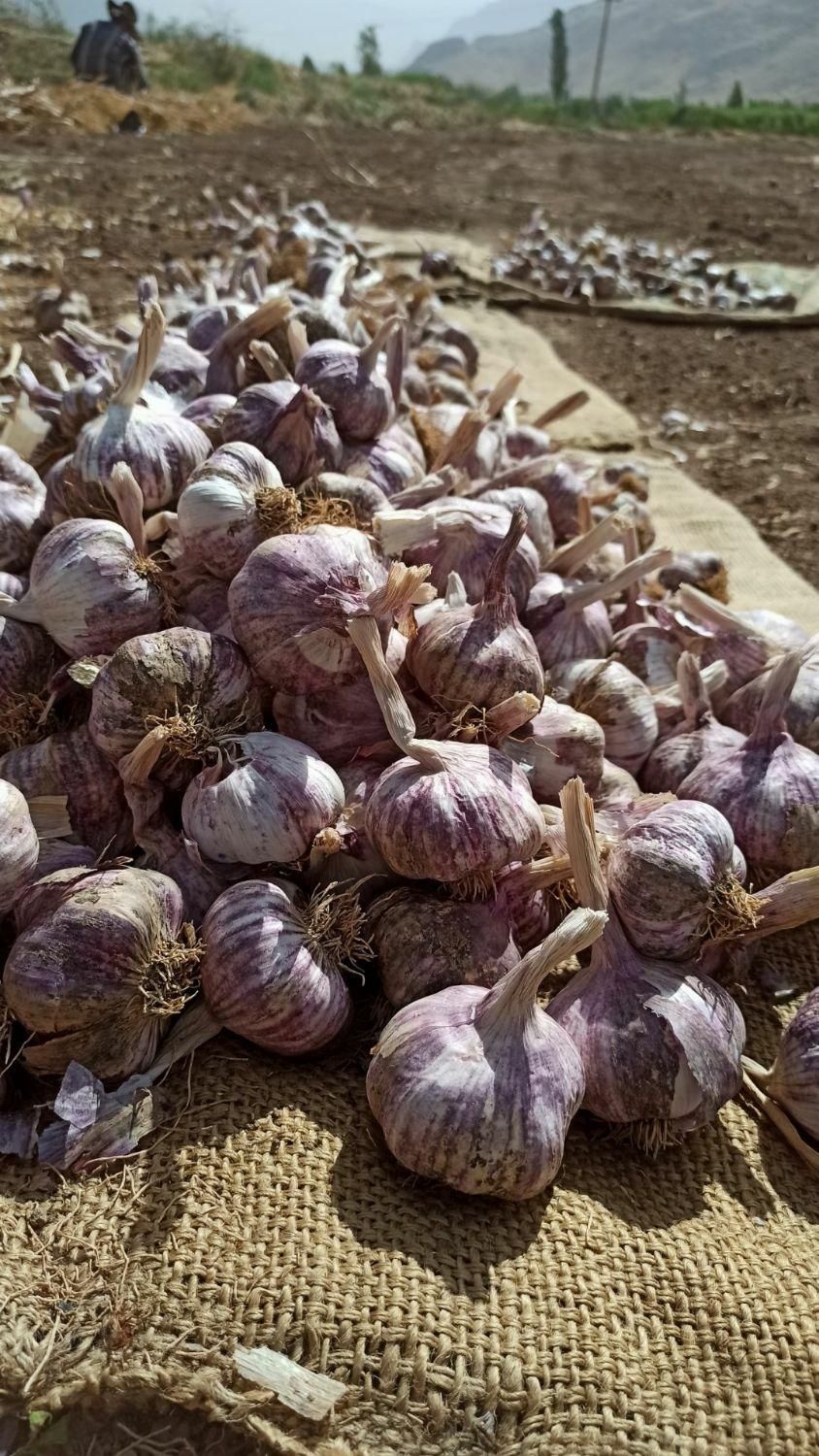 سیر بذری شاهیندژ|عمده‌فروشی|شاهین دژ, |دیوار