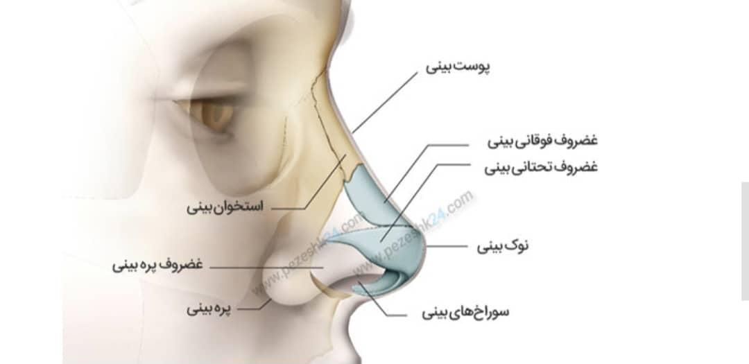 عمل جراحی زیبایی  بینی، گوش، لوزه|خدمات آرایشگری و زیبایی|تهران, سعادت‌آباد|دیوار