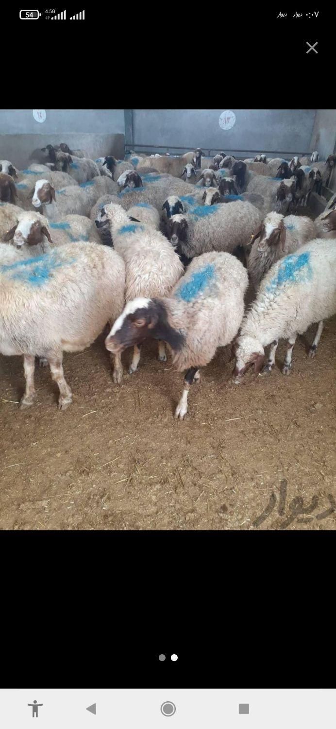 //زنده درتهران گوسفند چابک وچله وبدون پرتی|حیوانات مزرعه|تهران, وردآورد|دیوار