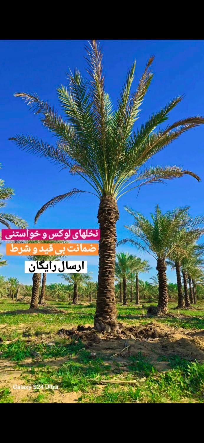 فضای سبز البرز  نخل  پالم. فونیکس|گل مصنوعی|هشتگرد, |دیوار