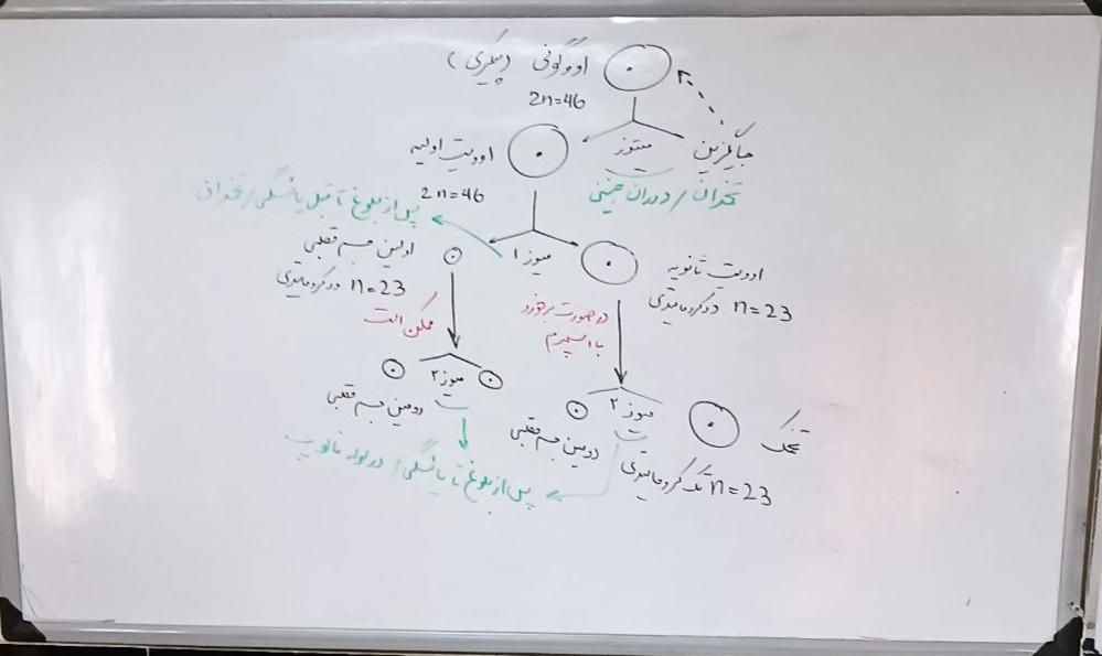 تدریس زیست ، فیزیک دروس نهایی  و مشاور کنکور|خدمات آموزشی|تهران, صادقیه|دیوار