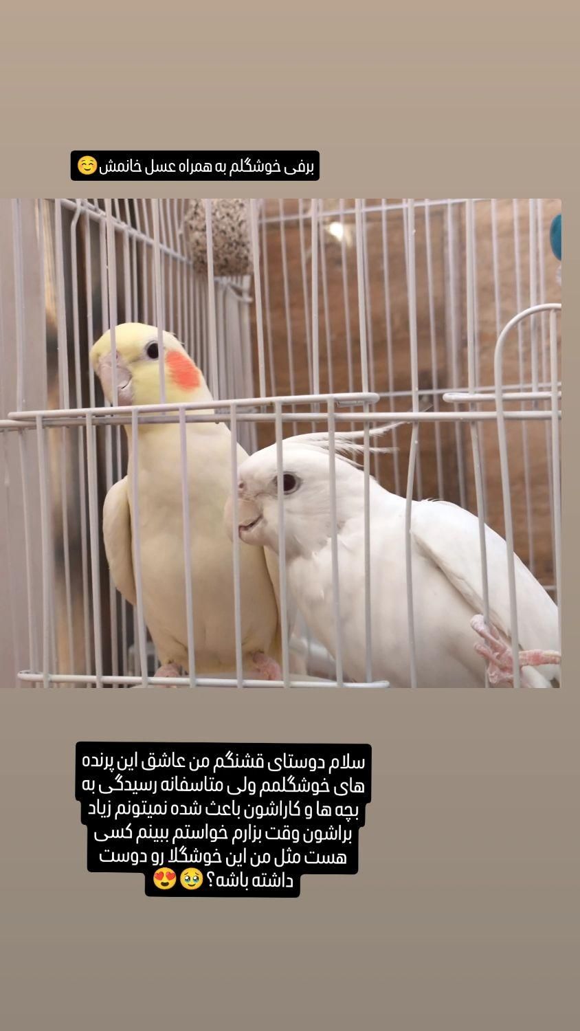 عروس هلندی|پرنده|تهران, استاد معین|دیوار