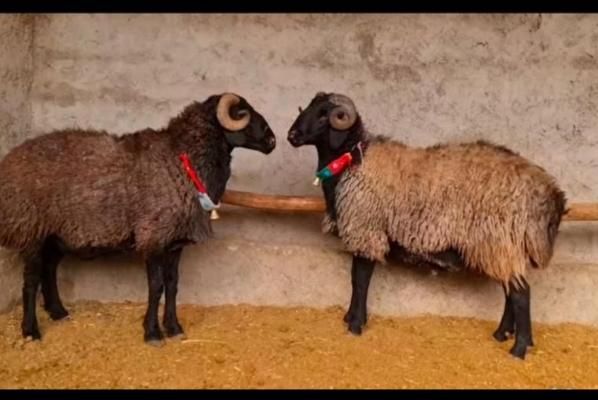 جایگاه رسمی دام زنده/حضوری/تلفنی|حیوانات مزرعه|تهران, سیدخندان|دیوار