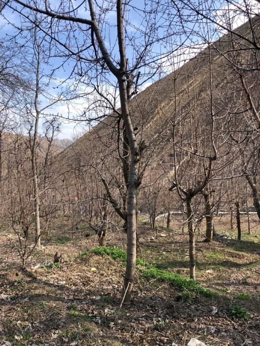زمین در روستای تالون حومه امام زاده داود|فروش زمین و ملک کلنگی|تهران, کن|دیوار