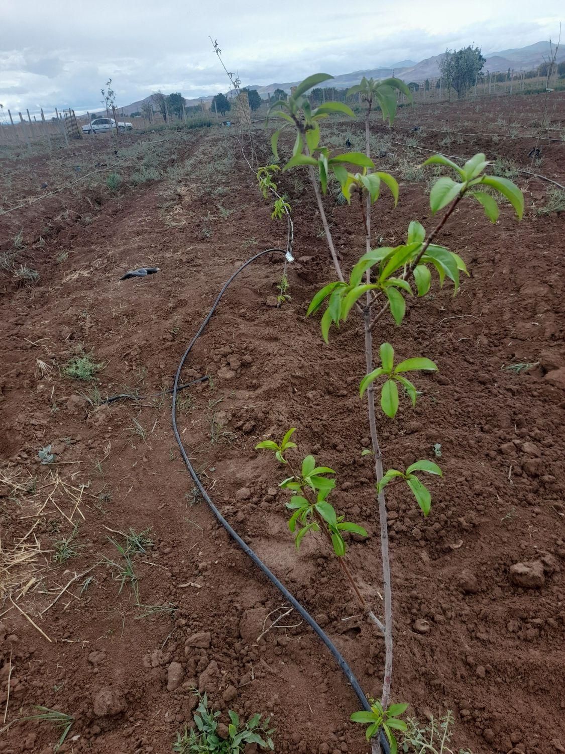 باغ سیب تاکستان|فروش دفتر صنعتی، کشاورزی، تجاری|تهران, سرو آزاد|دیوار