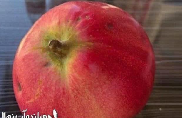 ارائه نهال به قرمز گلدانی|خدمات باغبانی و درختکاری|بندر ترکمن, |دیوار