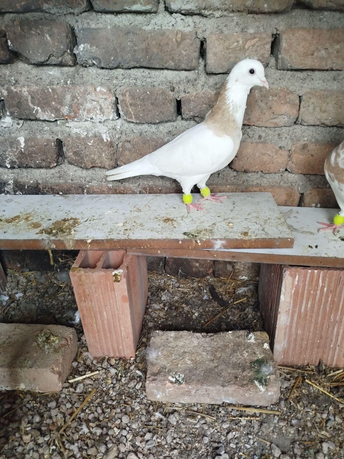 کلفه زرد|پرنده|اردکان, |دیوار