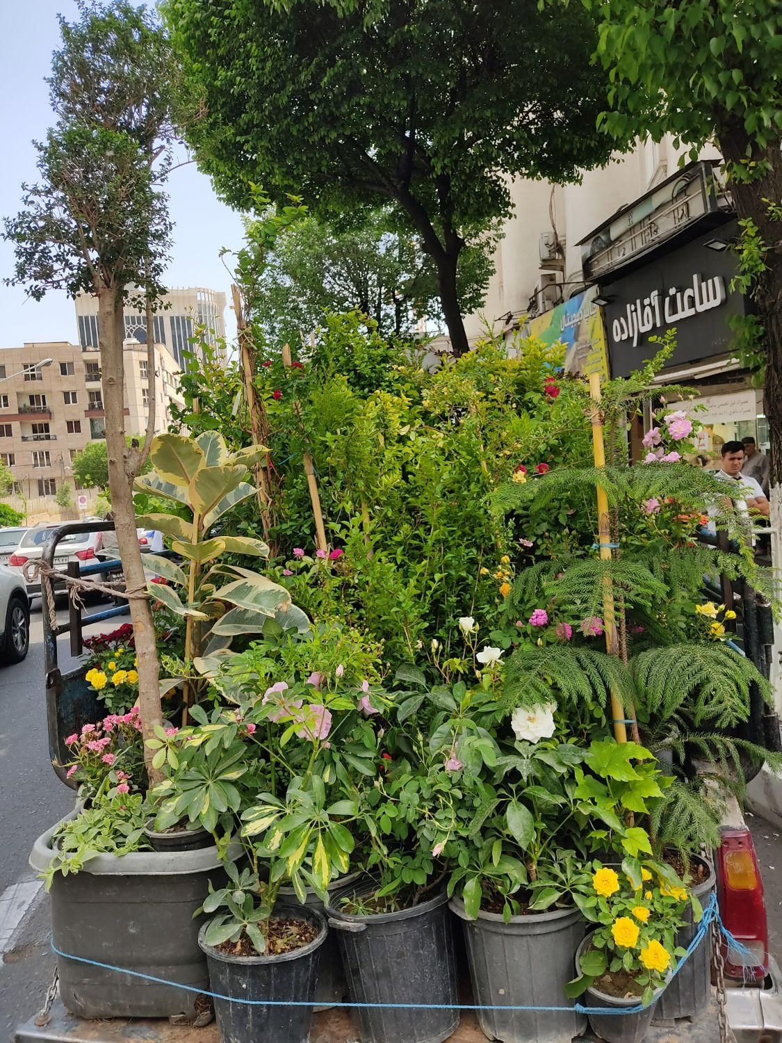 خدمات باغبانی و گل کاری|خدمات باغبانی و درختکاری|تهران, نظام‌آباد|دیوار