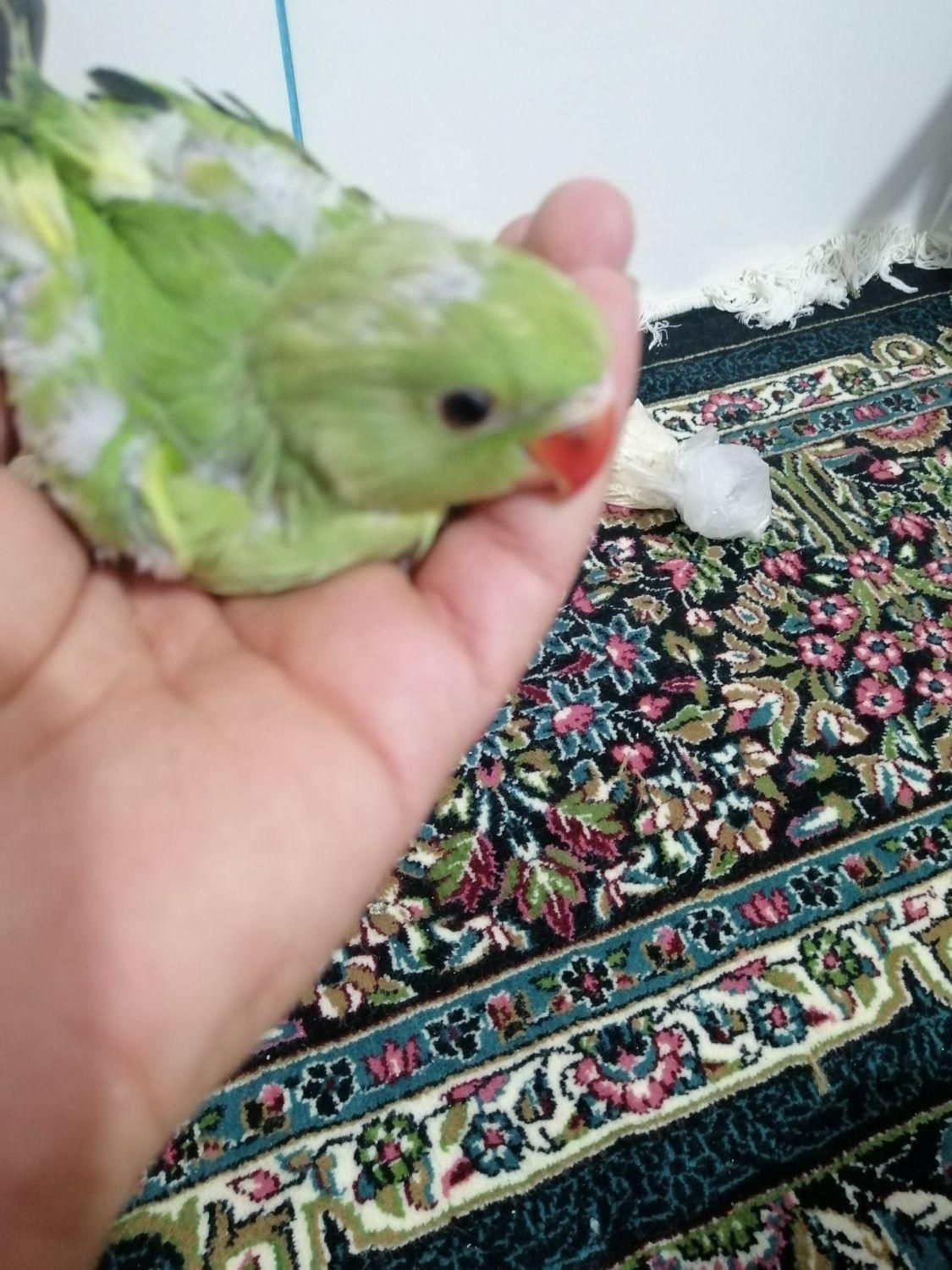 جوجه طوطی ملنگو|پرنده|زرند, |دیوار