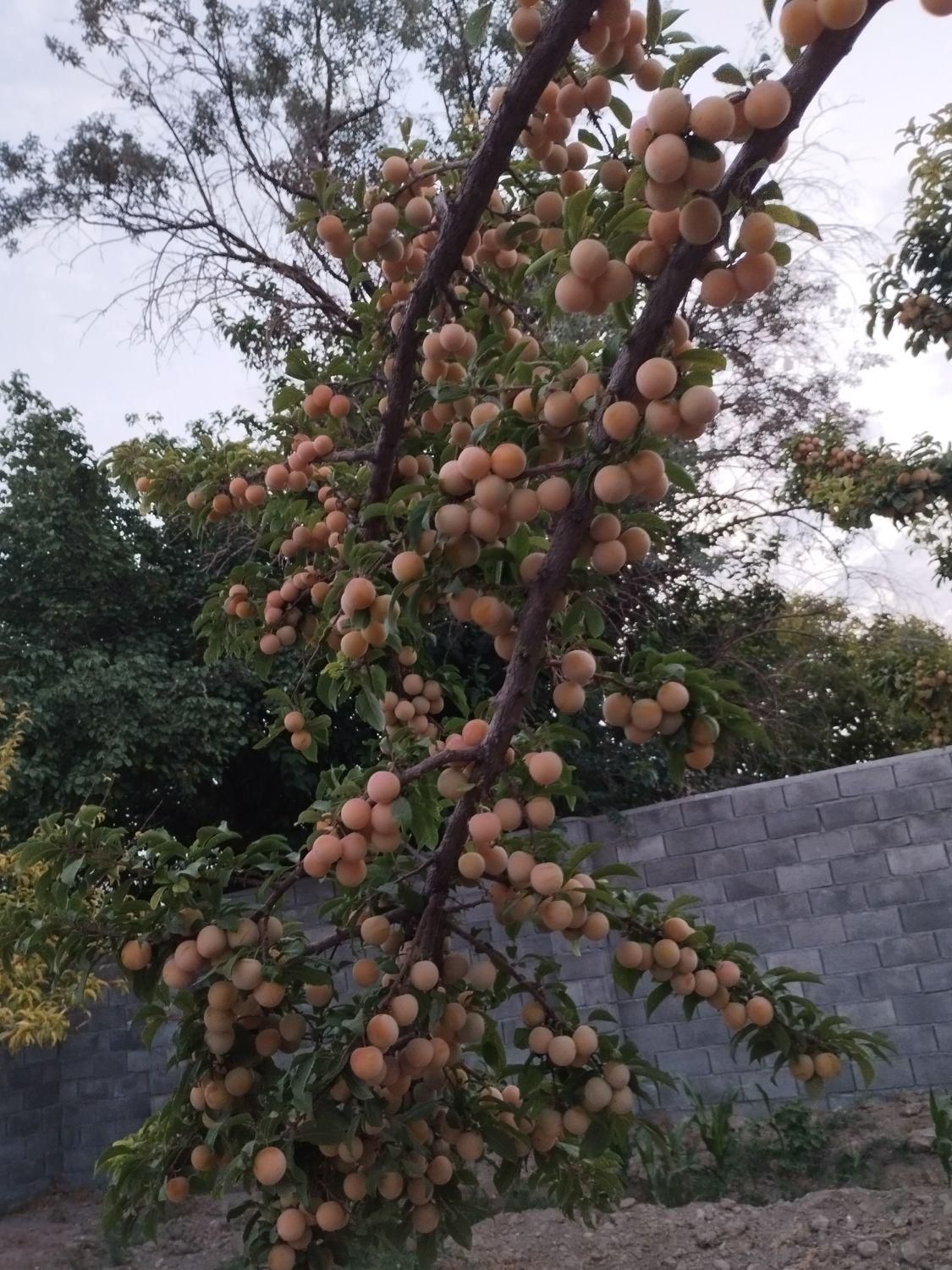 آلو قطره طلا(بخارا)|خوردنی و آشامیدنی|دلیجان, |دیوار
