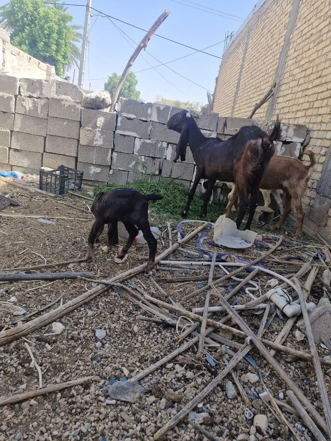 بز پاکستانی با کهرش|حیوانات مزرعه|جهرم, |دیوار