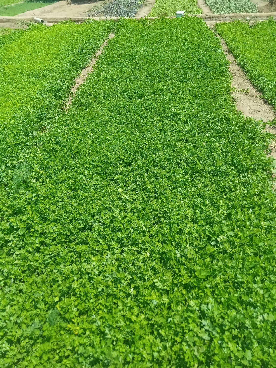 جعفری برای خشک کردن|خدمات باغبانی و درختکاری|شاهین دژ, |دیوار