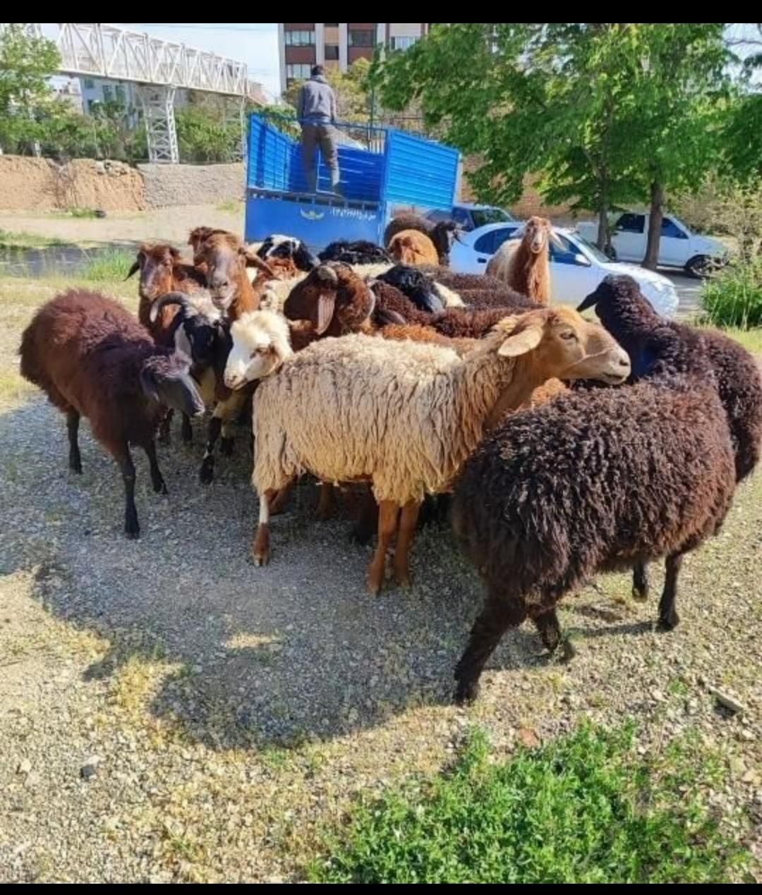 صفر تاصد گوسفند در تهران زنده موجودبا ما|حیوانات مزرعه|تهران, سهروردی|دیوار