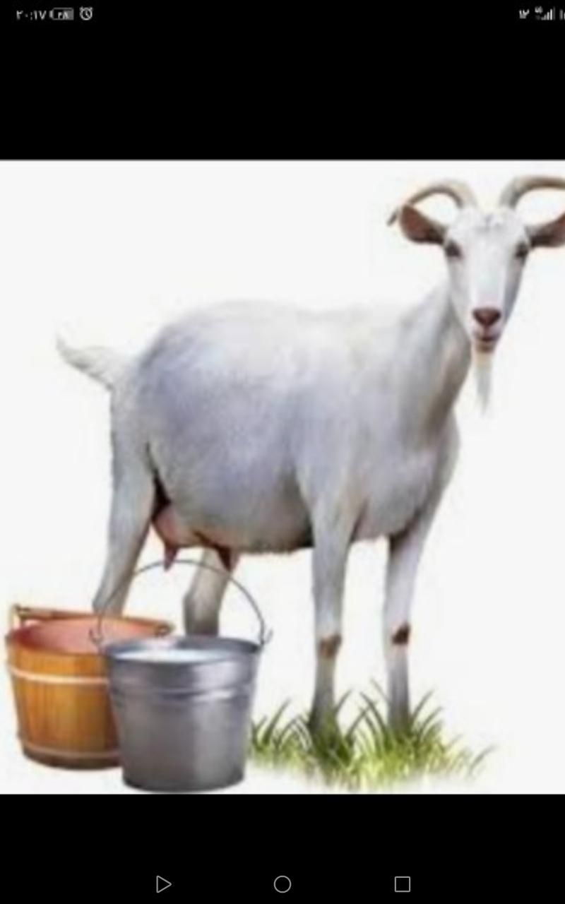 شیر تازه گوسفند|خوردنی و آشامیدنی|زرند, |دیوار