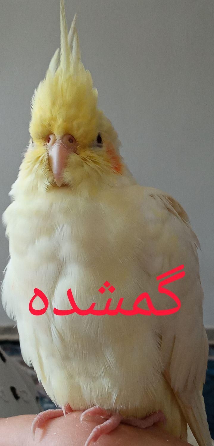 عروس هلندی/توضیحات رو بخون|پرنده|کوهدشت, |دیوار