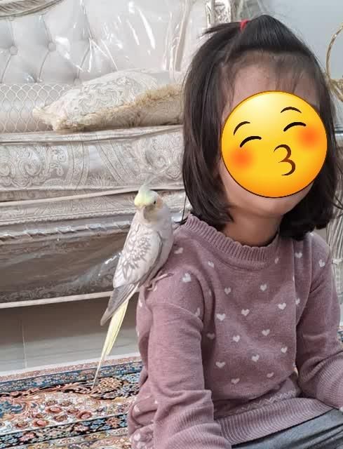 عروس هلندی ماده دستی ۲ساله|پرنده|تهران, افسریه|دیوار