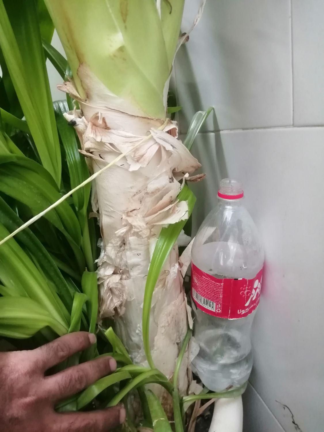 گل طبیعی بسیاربزرگ،ملکه ژاپنی اصل|گل و گیاه طبیعی|اصفهان, ابر|دیوار
