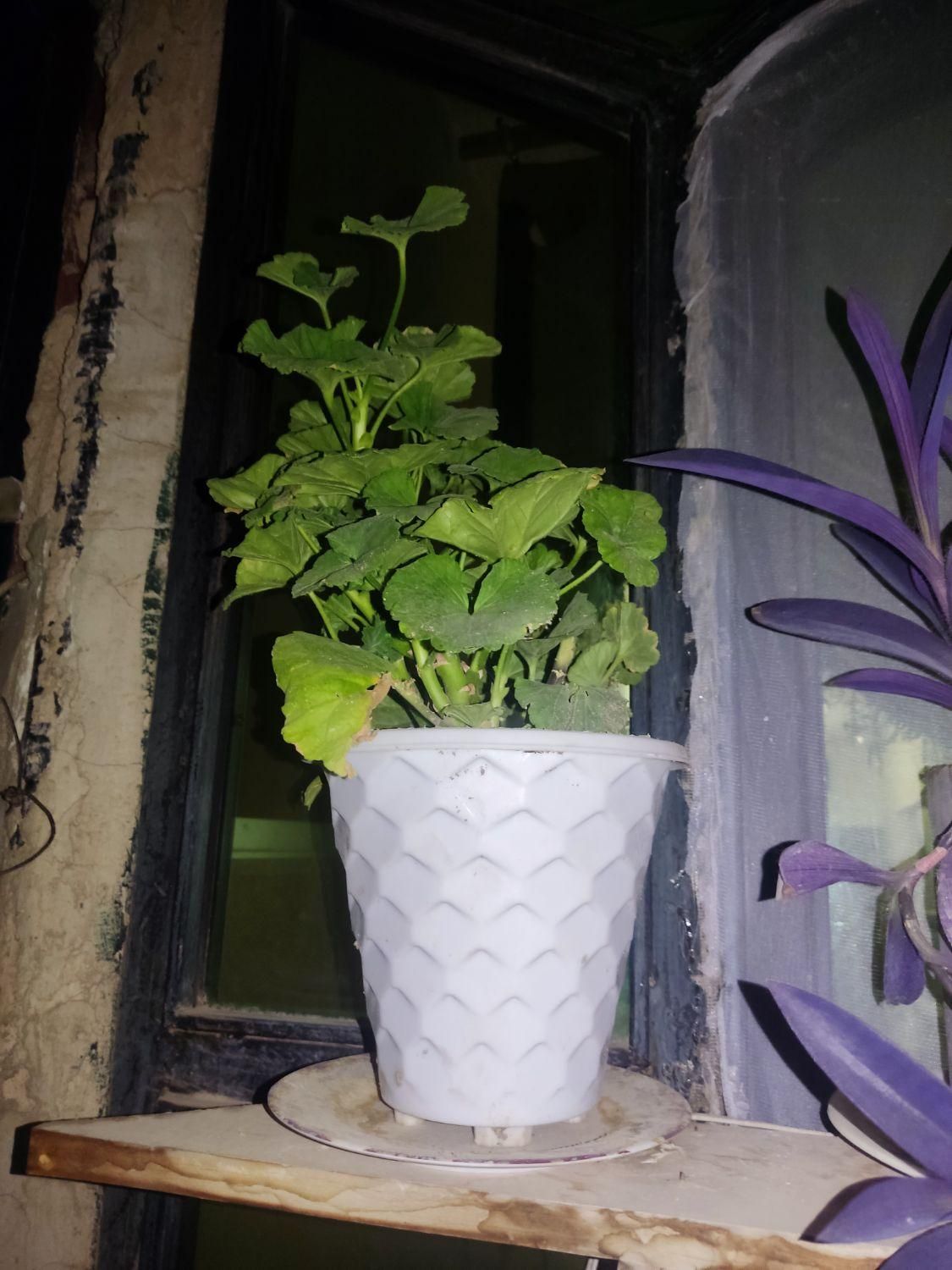 گل برای معاوضه|گل و گیاه طبیعی|اصفهان, هفتون|دیوار