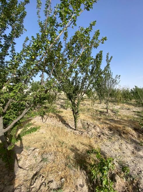 باغ و باغچه از ۲۵۰ متر با آب لوله کشی|فروش دفتر صنعتی، کشاورزی، تجاری|تهران, وحیدیه|دیوار