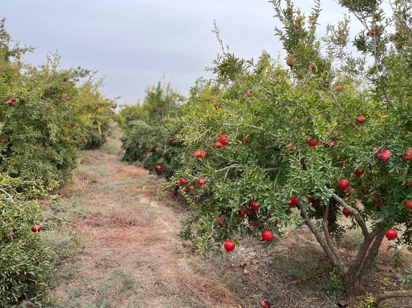 زمین کشاورزی در شهرستان ساوه روستای صیدآباد|فروش دفتر صنعتی، کشاورزی، تجاری|تهران, ونک|دیوار