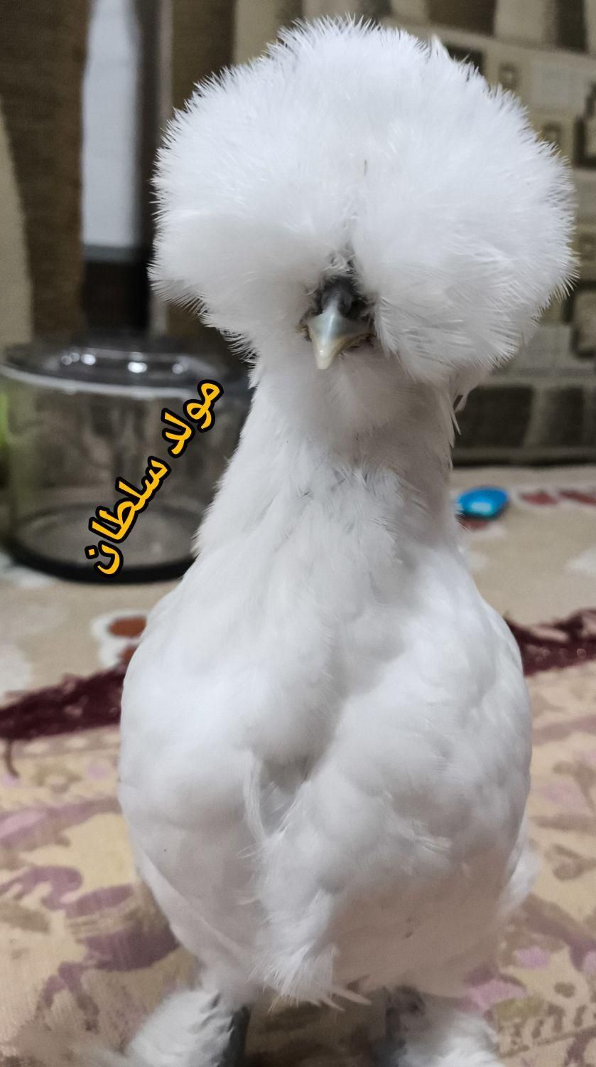 فروش جوجه و تخم نطفه دار نژاد سلطان اصیل|حیوانات مزرعه|رشت, جانبازان|دیوار