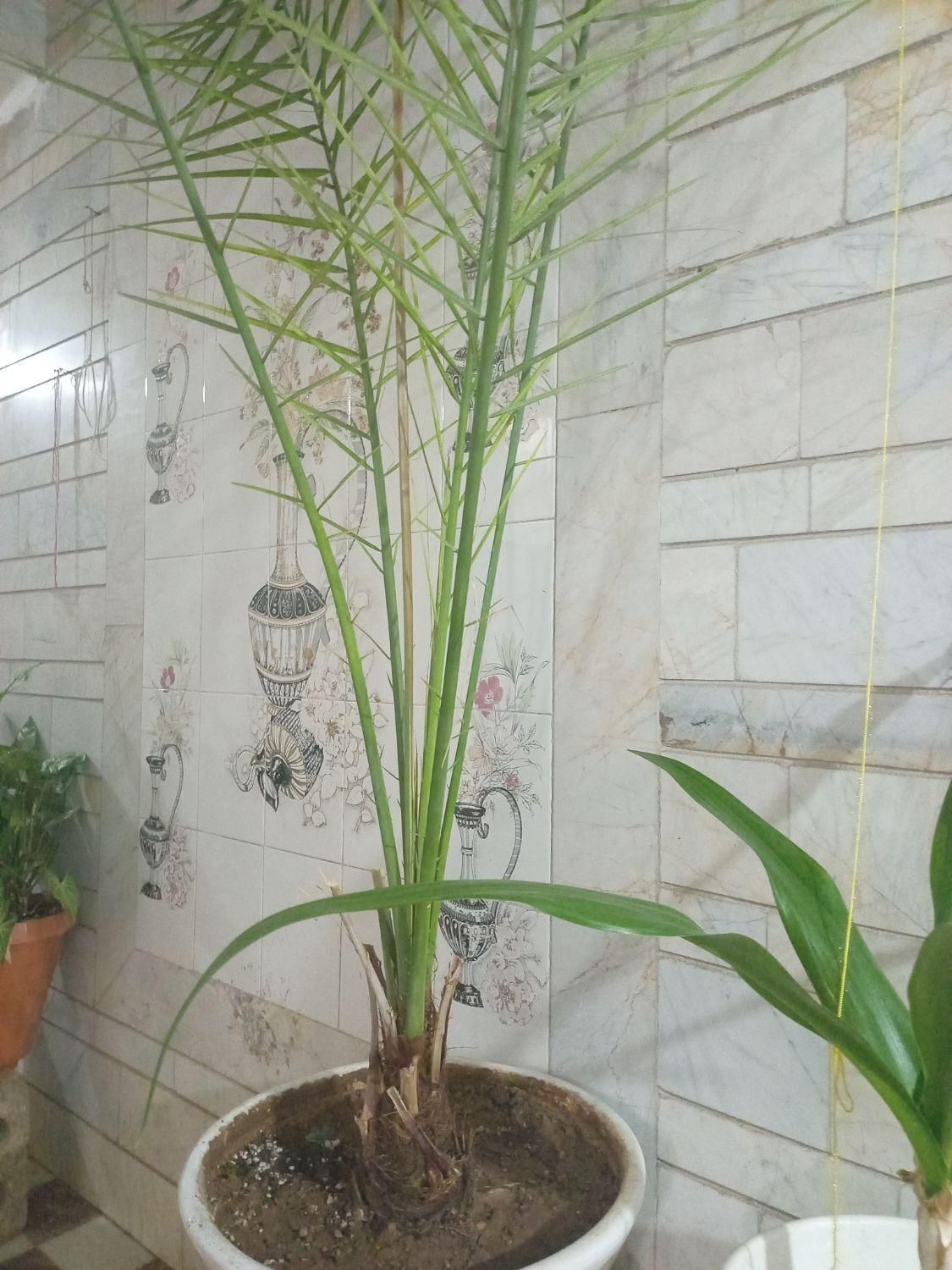 نهال نخل|گل و گیاه طبیعی|اصفهان, جلفا|دیوار