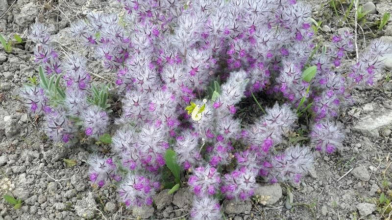 چای کوهی امسال بسته های ۱۰۰ گرمی|خوردنی و آشامیدنی|تهران, شهرک دانشگاه تهران|دیوار