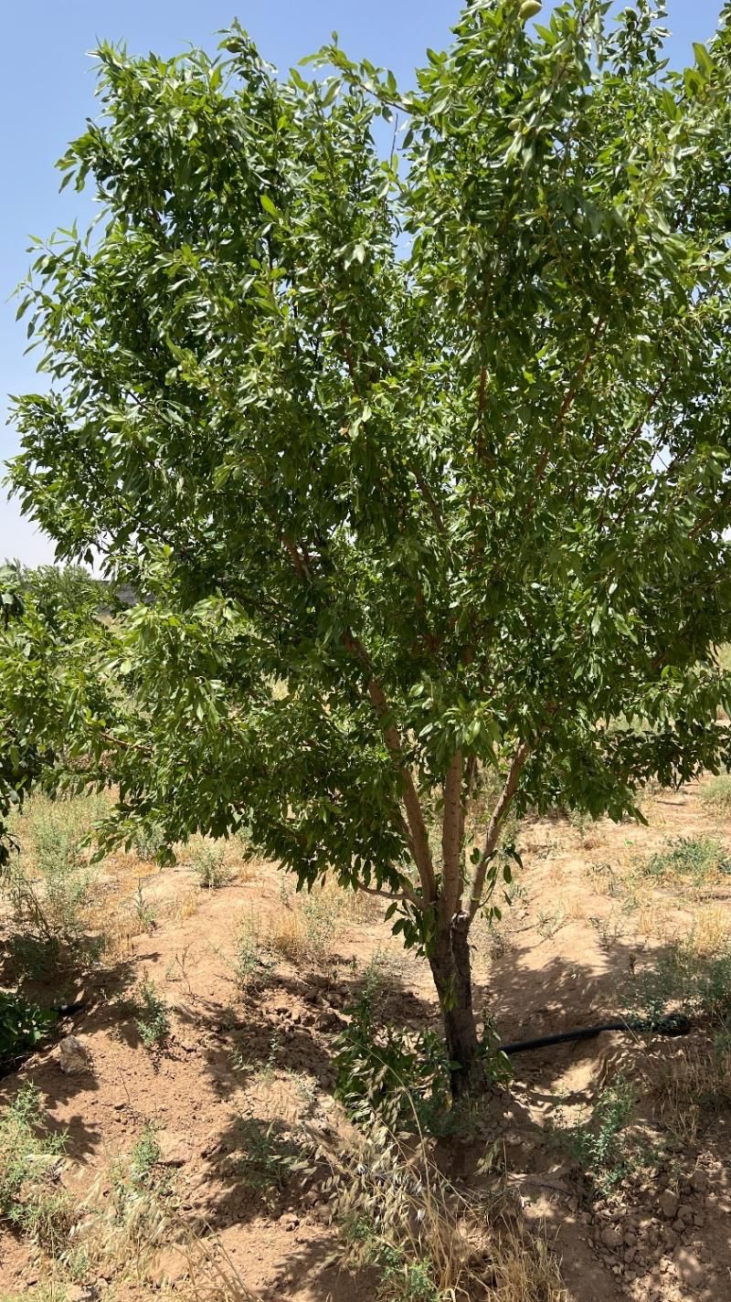 ۵۰۰متر باغ سند تک برگ بی همتا درشهر مامونیه|فروش زمین و ملک کلنگی|تهران, بلوار کشاورز|دیوار
