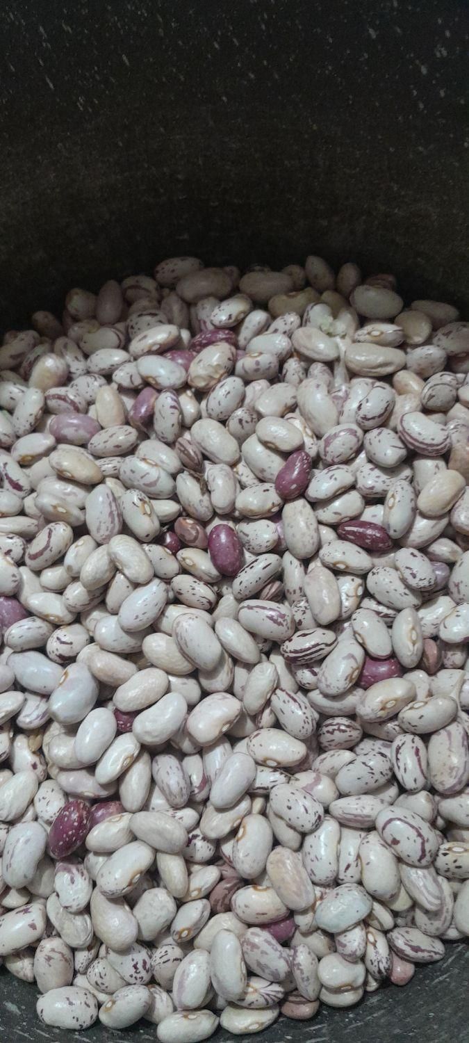لوبیا خوراک محلی و درجه یک|خوردنی و آشامیدنی|خان ببین, |دیوار