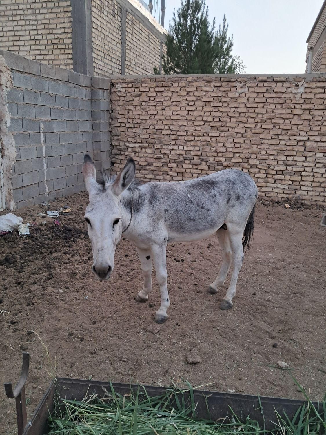 الاغ نر  جوان  .آرام اصیل وباری موقعیت استهبان|حیوانات مزرعه|شیراز, بازار|دیوار