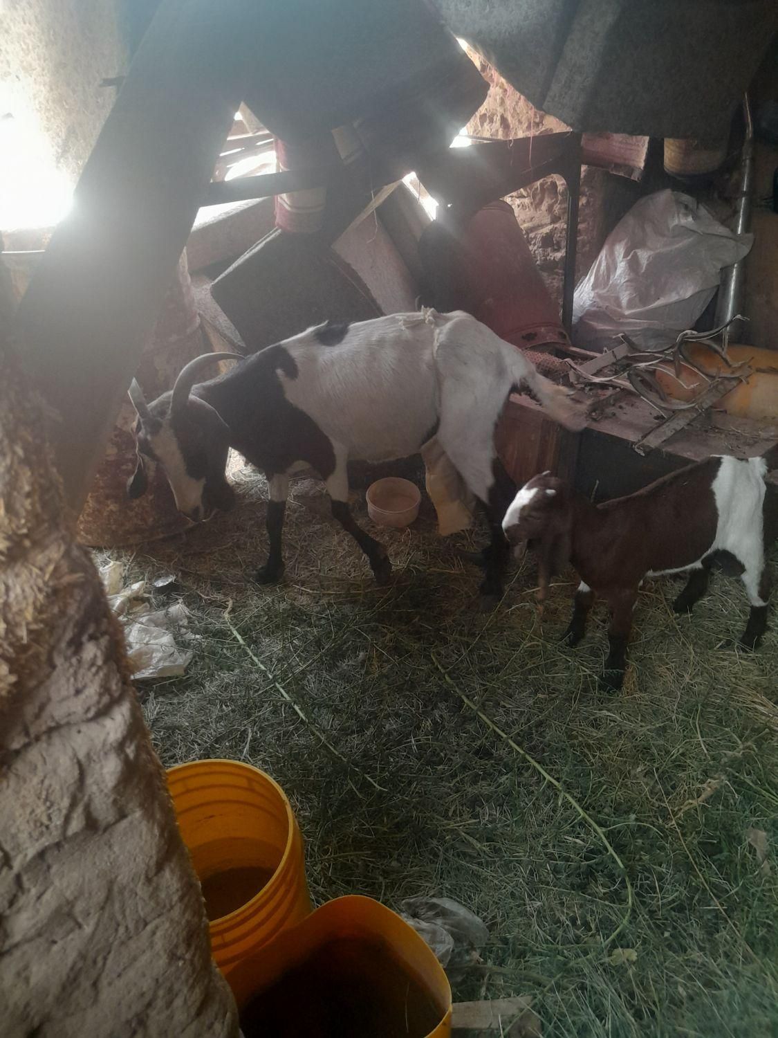 بز پاکستانی با سه تا کره اسماعیل اباد نوق|حیوانات مزرعه|رفسنجان, |دیوار
