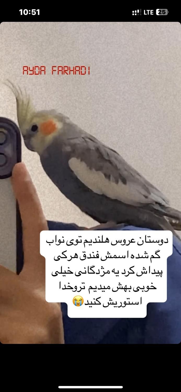 عروس هلندیم گمشده مژدگانی میدم پیدا بشه|پرنده|شاهرود, |دیوار