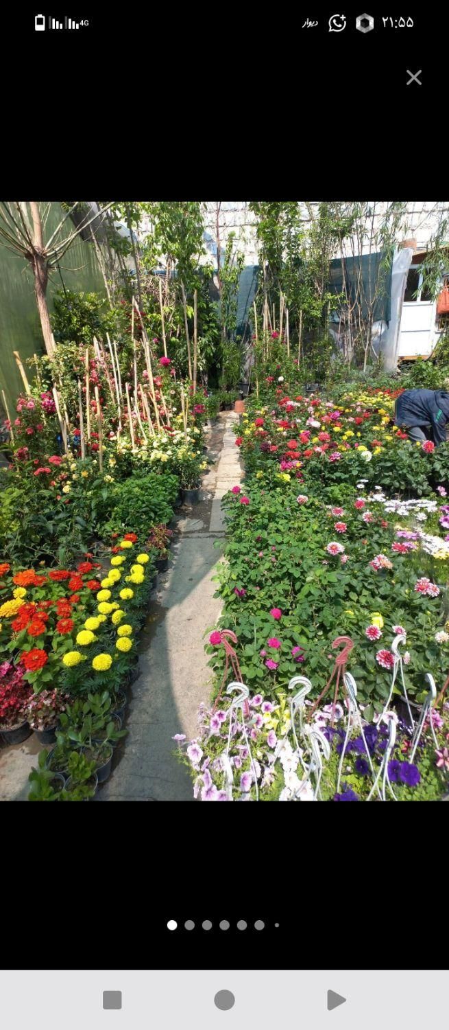 خدمات باغبانی گلکاری باغچه تعویض خاک گل شخم سمپاشی|خدمات باغبانی و درختکاری|تهران, جنت‌آباد جنوبی|دیوار