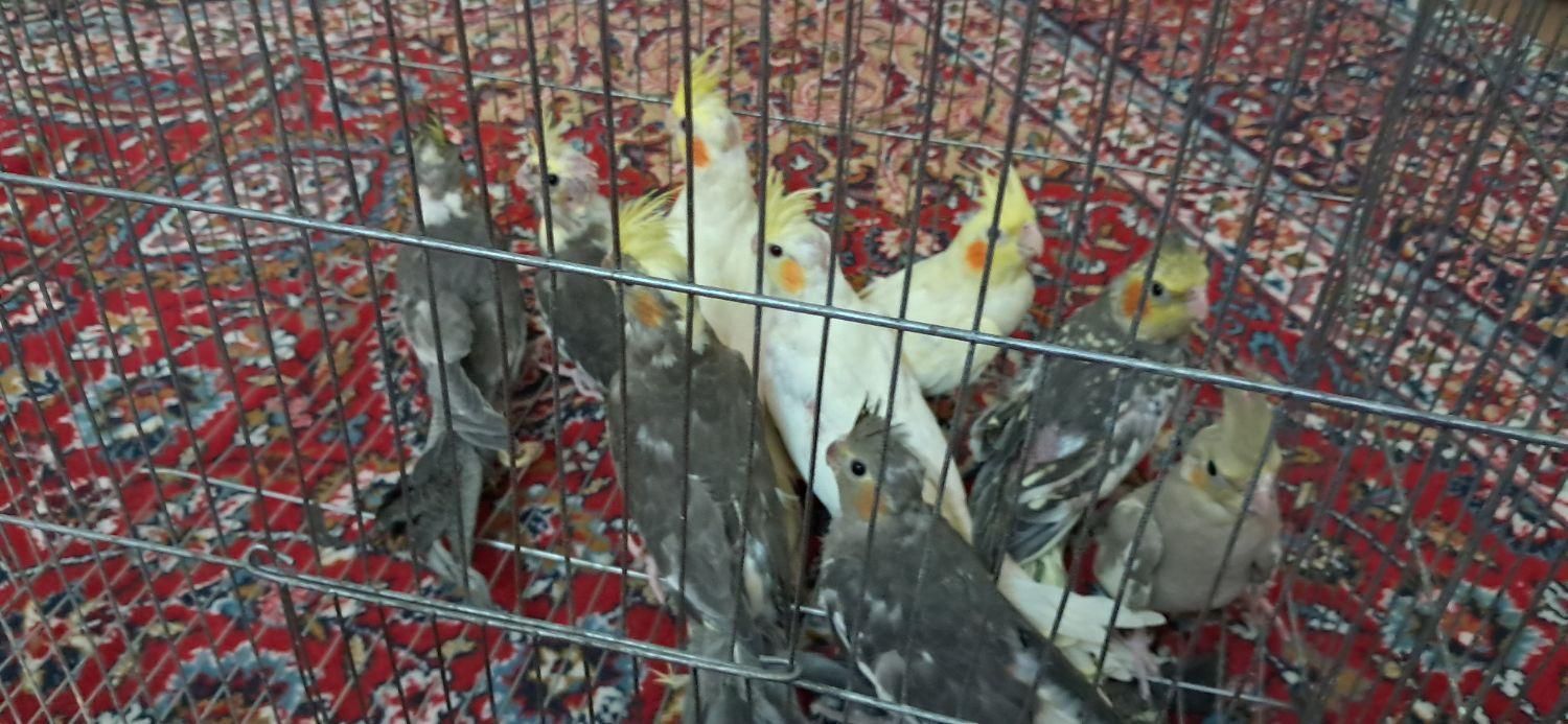عروس هلندی|پرنده|نیشابور, دارایی|دیوار
