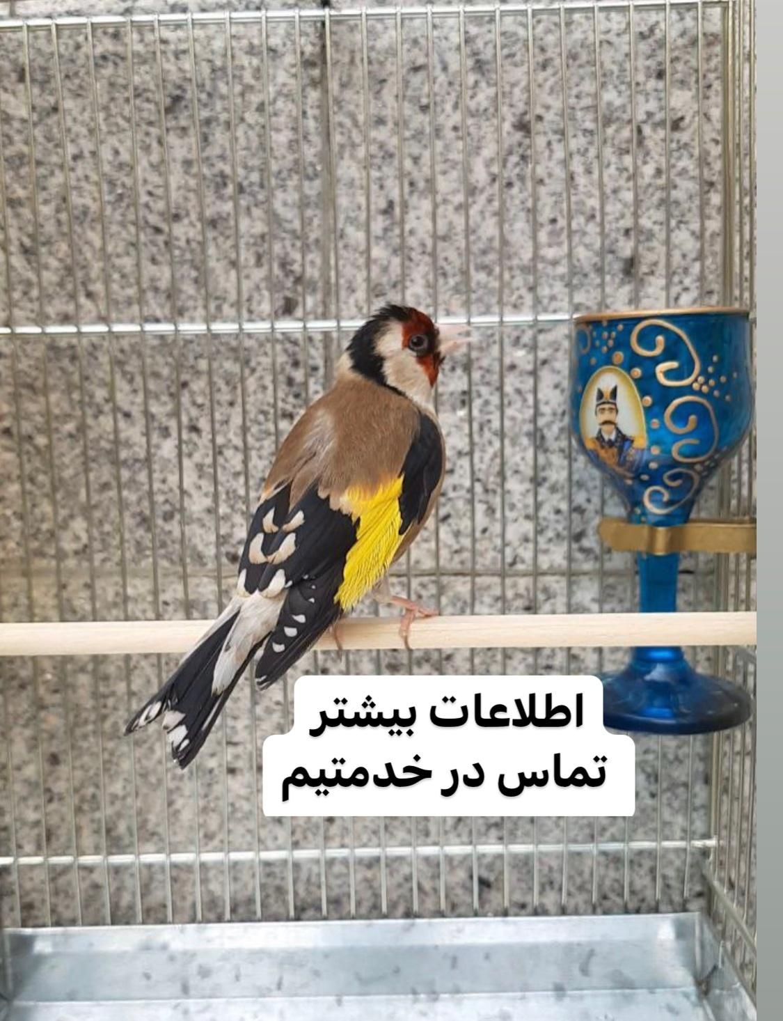 سهره قناری گلدین کبوتر کاسکو|پرنده|تهران, آبشار|دیوار