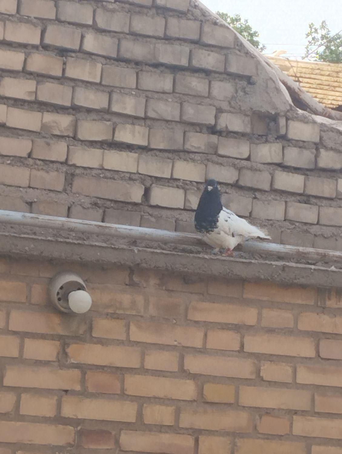 کبوتر|پرنده|اهواز, بهارستان|دیوار