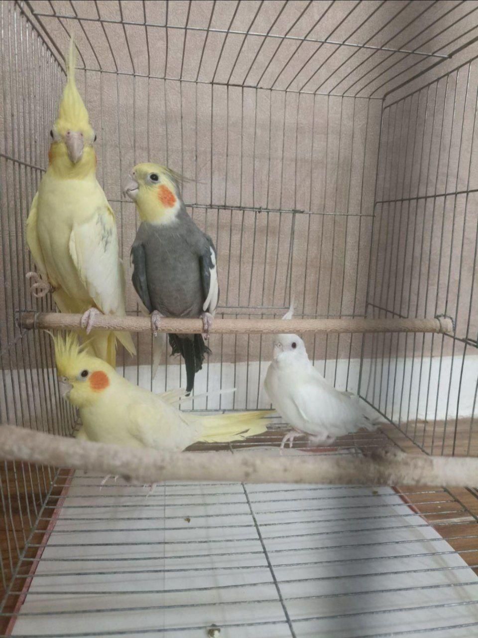 عروس هلندی|پرنده|رشت, گلسار|دیوار