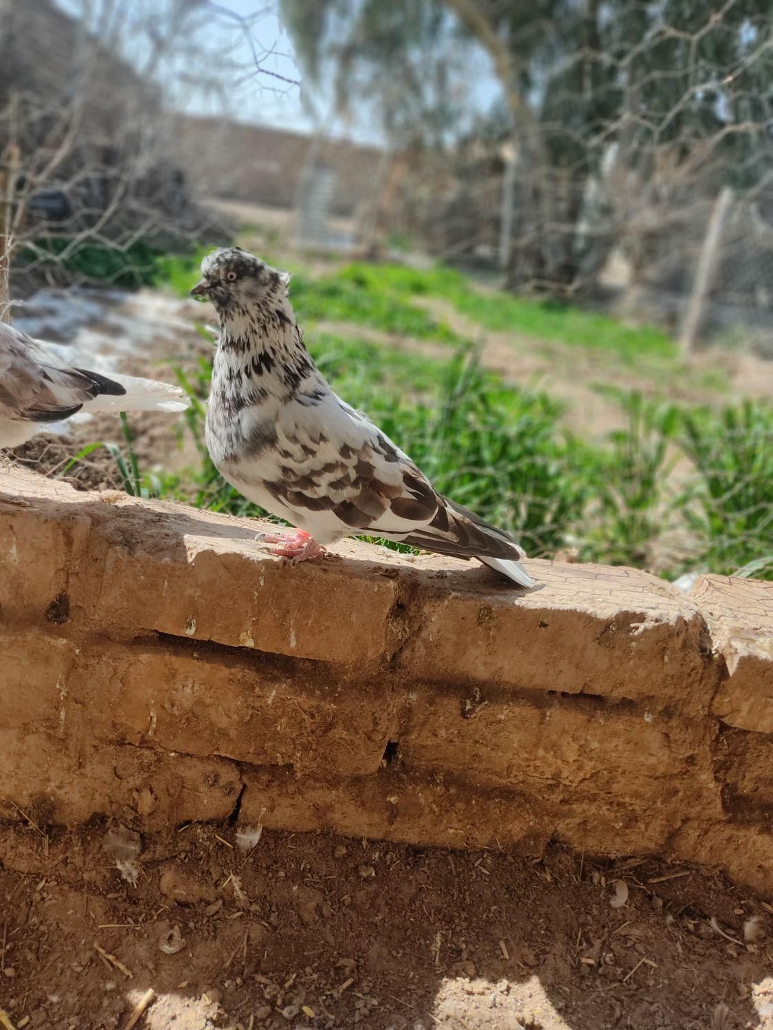 کبوتر گمشده|اشیا|گرمسار, |دیوار