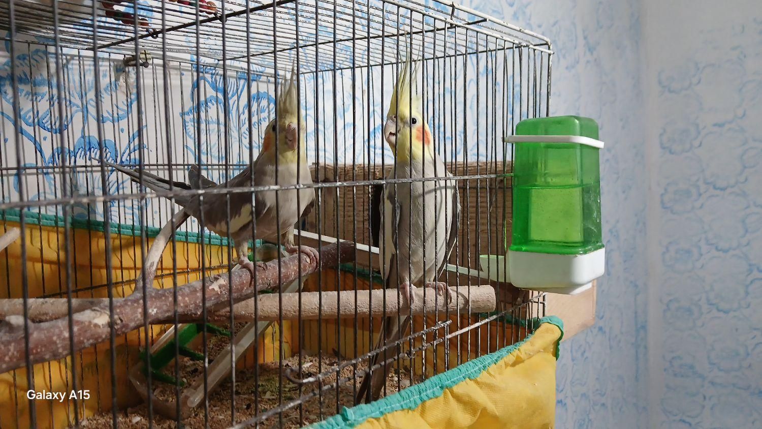 طوطی عروس نرو ماده بالغ|پرنده|رشت, جماران|دیوار