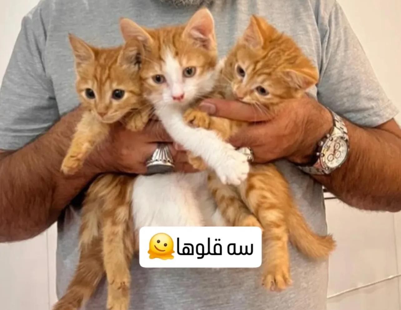 بچه گربه|گربه|یزد, |دیوار