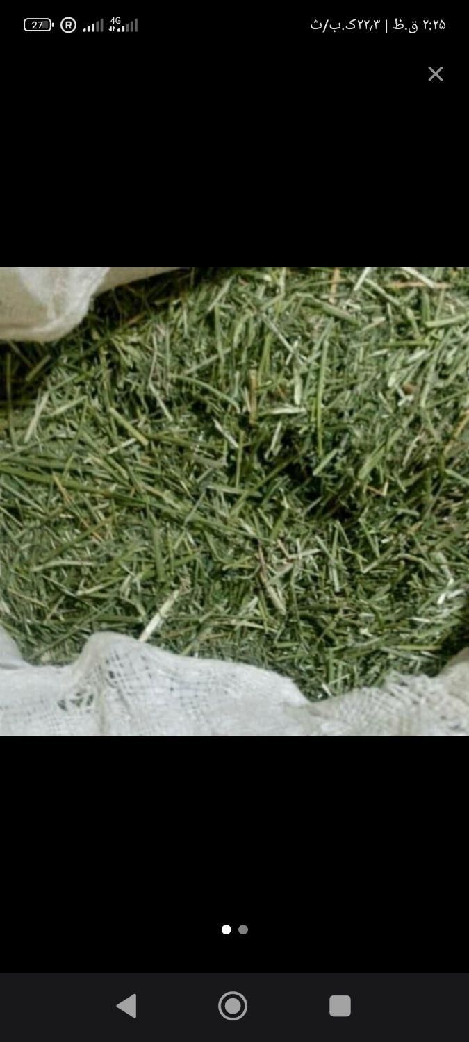 علف و یونجه خرمنکوب|عمده‌فروشی|دهگلان, |دیوار