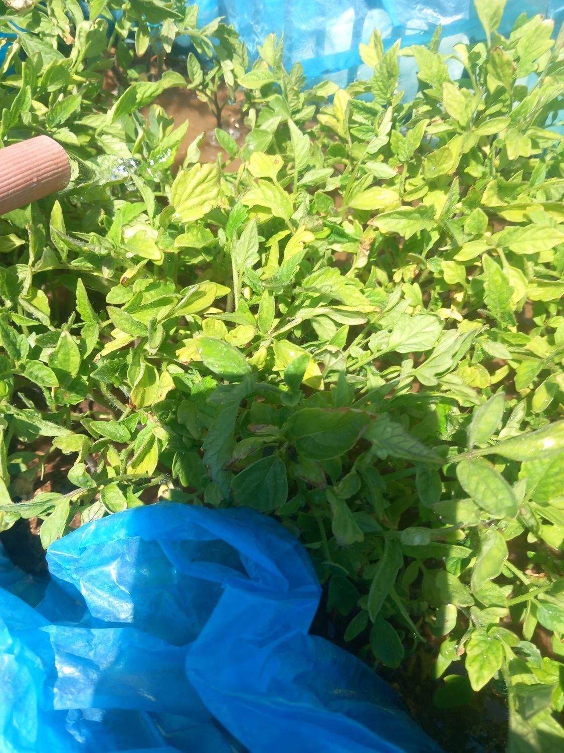 نشاء گوجه|خدمات باغبانی و درختکاری|ابهر, |دیوار