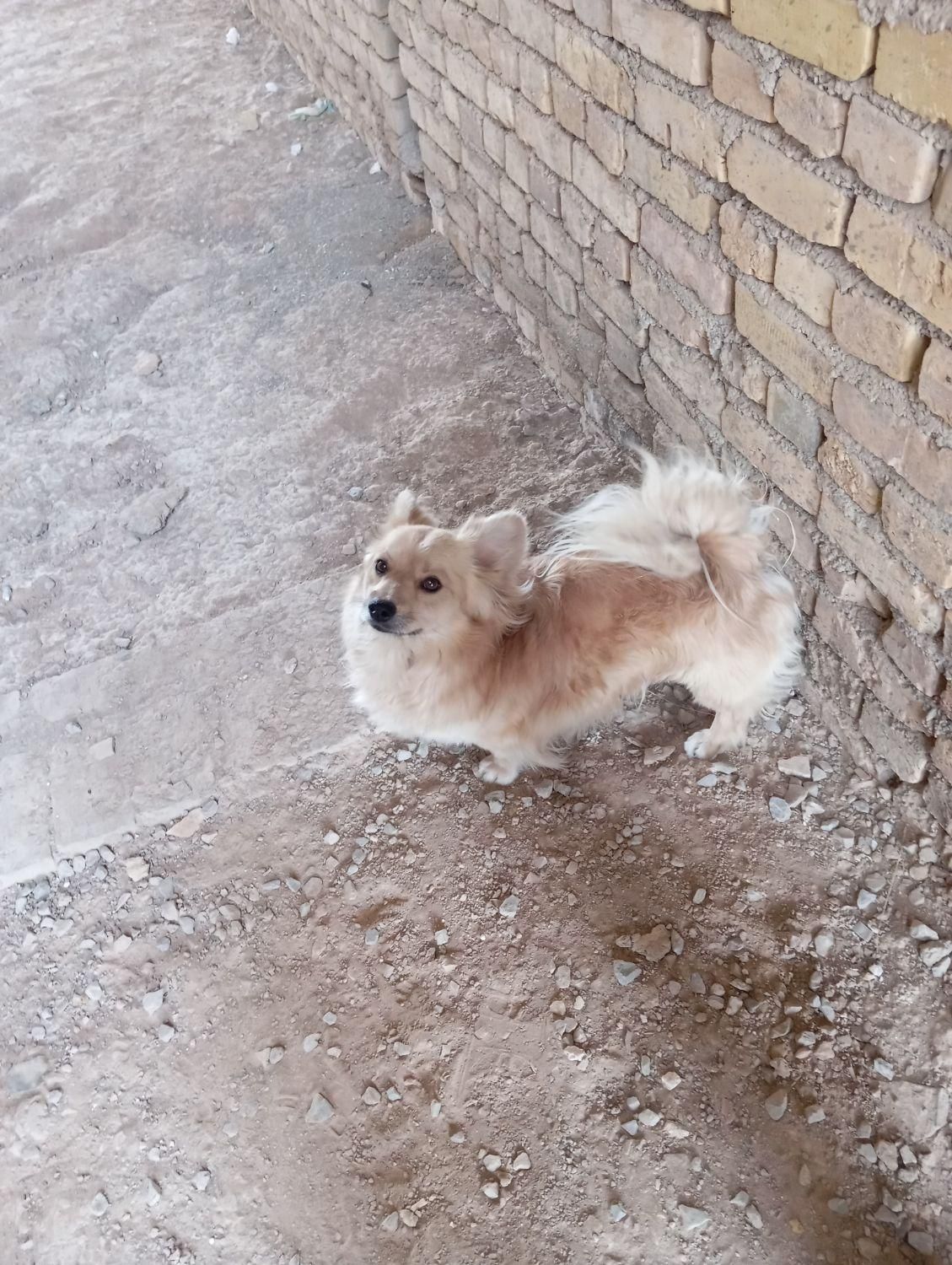 سگ پاکوتاه|سگ|اردکان, |دیوار
