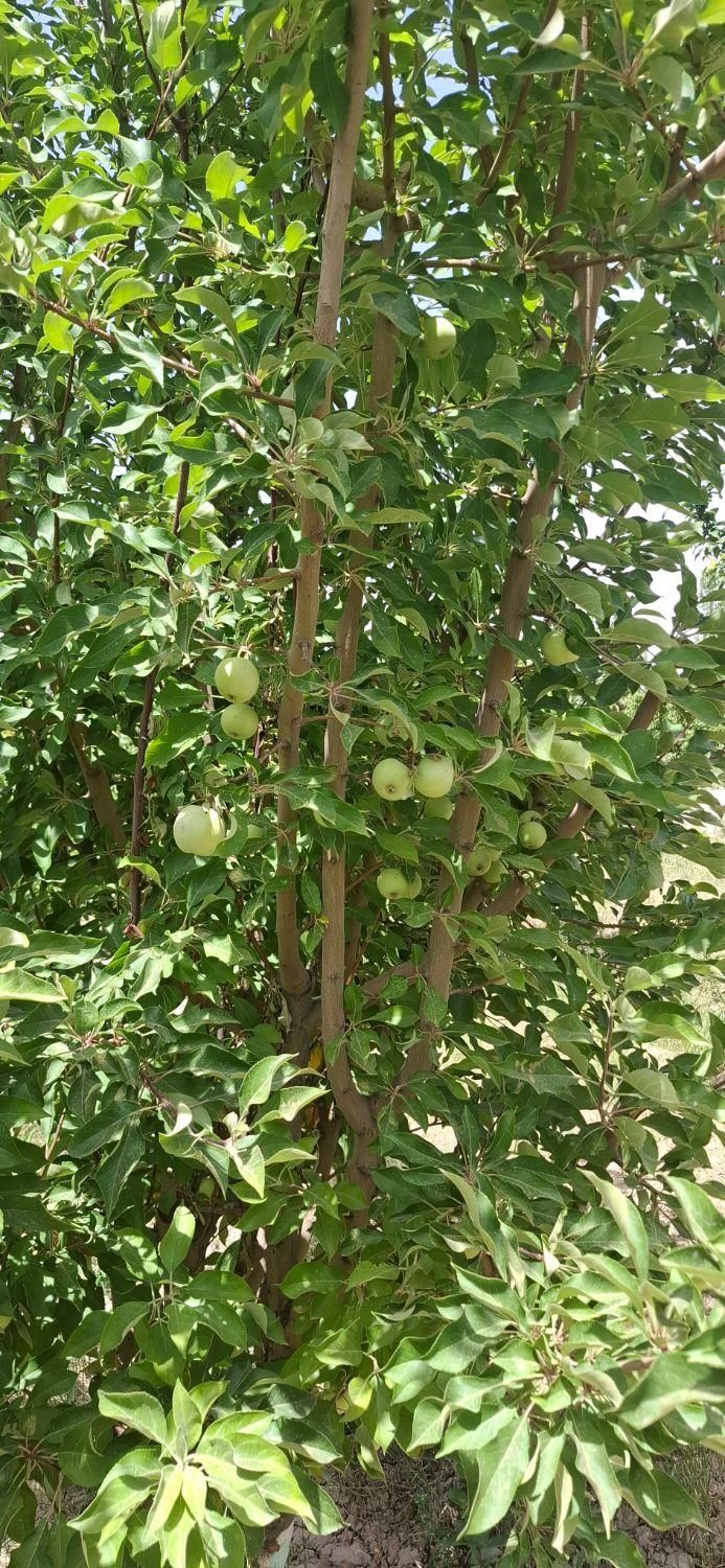 باغ1500متری با سند تک برگ و سهم داعمی اب از چاه|فروش زمین و ملک کلنگی|تهران, فلاح|دیوار