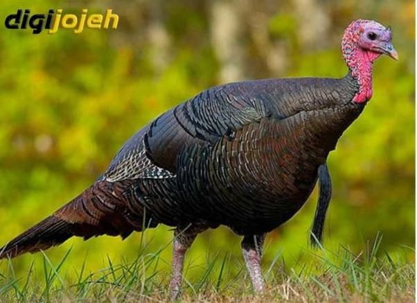 بوقلمون ماده ونر|حیوانات مزرعه|شیروان (خراسان), |دیوار