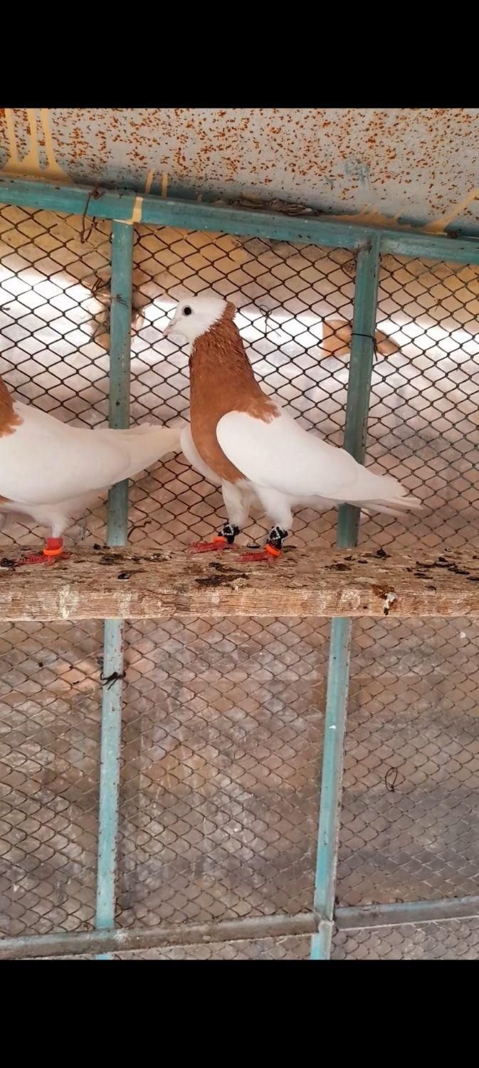 نرماده طوقی زرد کاکل میخ|پرنده|تربت‌حیدریه, رضاشهر|دیوار