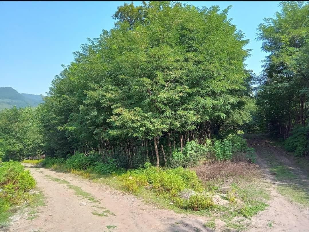 فروش ۳۶۵۵زمین مسکونی گیلان روستای توریستی کچا|فروش زمین و ملک کلنگی|تهران, امین حضور|دیوار